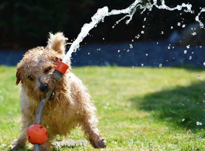 Top Tips For Keeping Your Pet Safe During The Summer