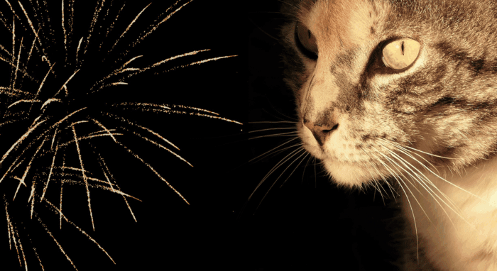 Whizz-bang or whizz-gone? How to help cats cope with fireworks.