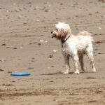 Dog on a sandy beach