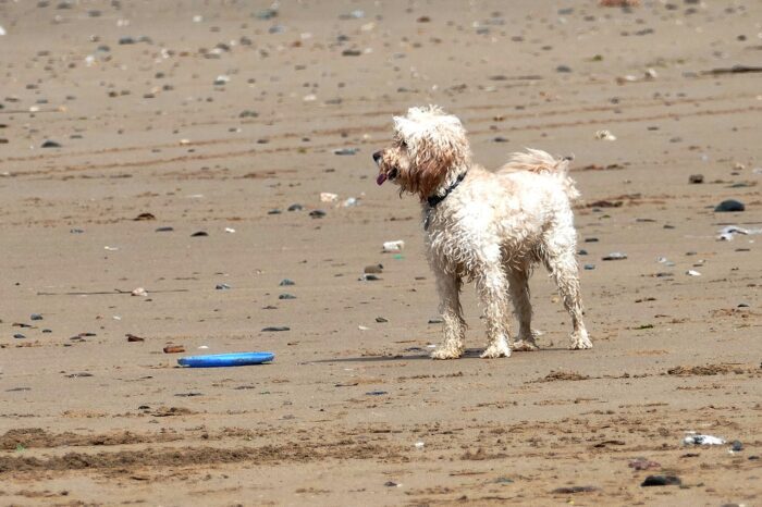 Dog on a sandy beach