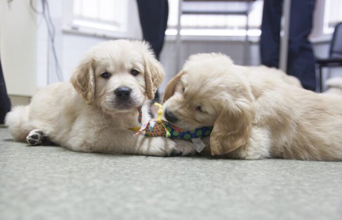 Puppy Care Hub: Everything You Need to Know