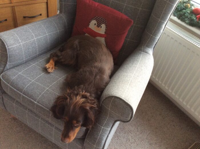 Gracie is now fit and healthy!