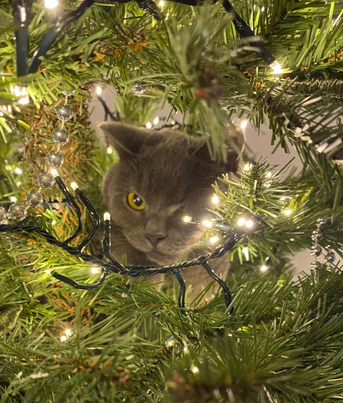 Spike - Our Brave Patient