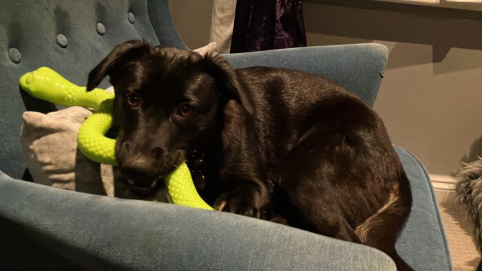 Rescuing dogs from abroad