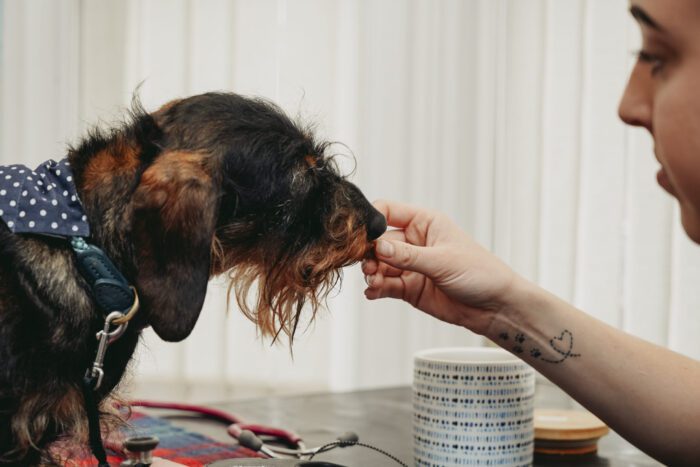 Sustainable Pet Ownership - Pet Food and it's Carbon Pawprint