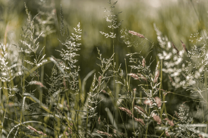 Once upon a grass seed...