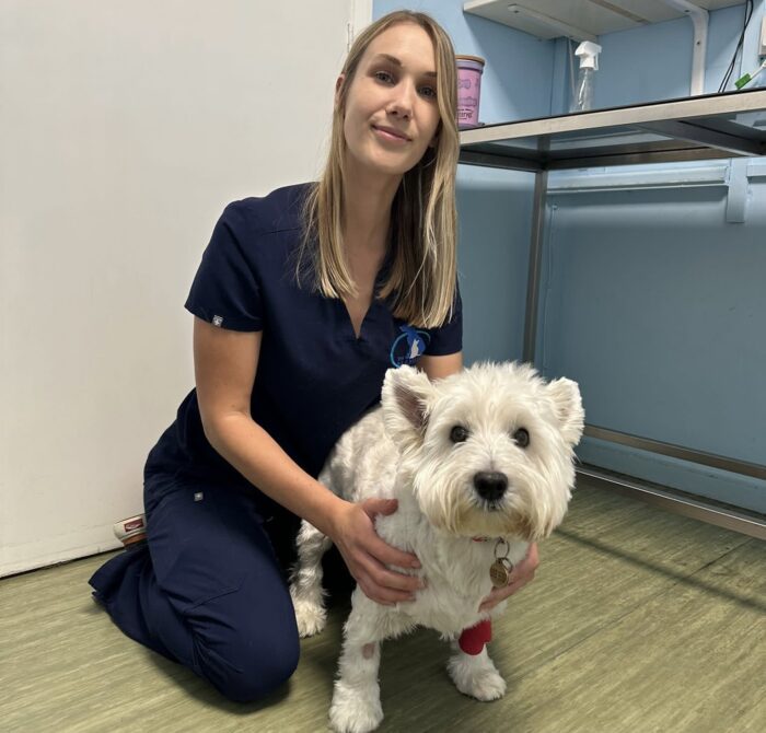 Everything you need to know about cruciate ligament rupture in dogs...