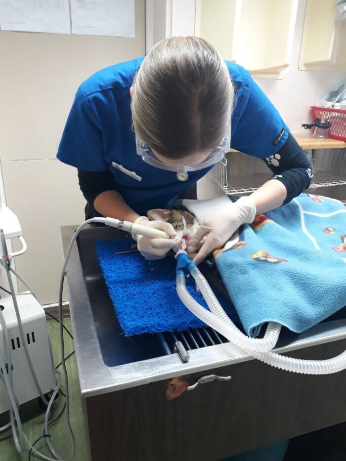 What are the dangers of anaesthetic free dental procedures in our pets?
