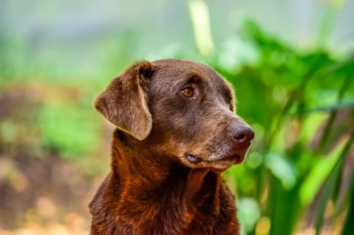 Librela and Arthritis: an update on its safety and use in dogs