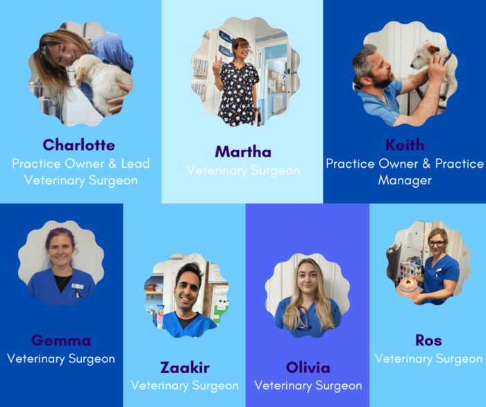 Meet the Vet Team – New Faces, Same Passionate Care!
