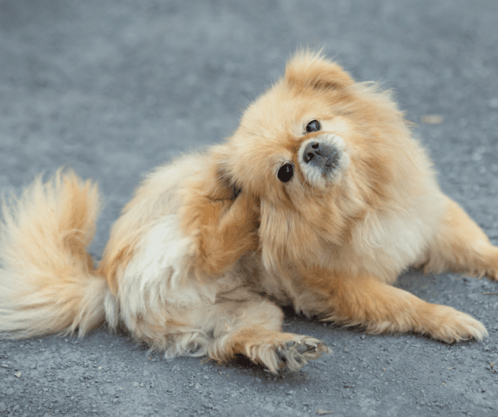 Pet Allergies: Understanding the Itch You Can’t Ignore