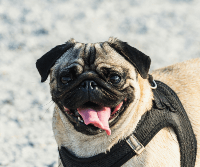 Brachycephalic Obstructive Airway Syndrome