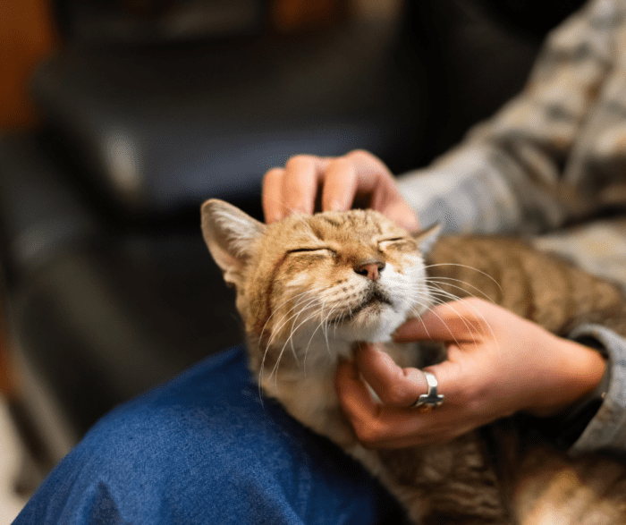 Mayne Pets Wellness Club