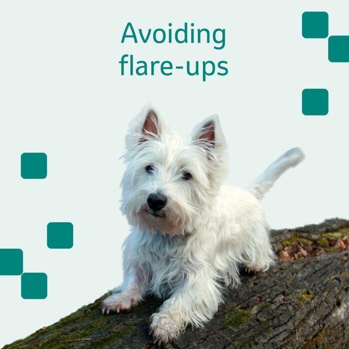 Pet Health Series: Pollen Allergies