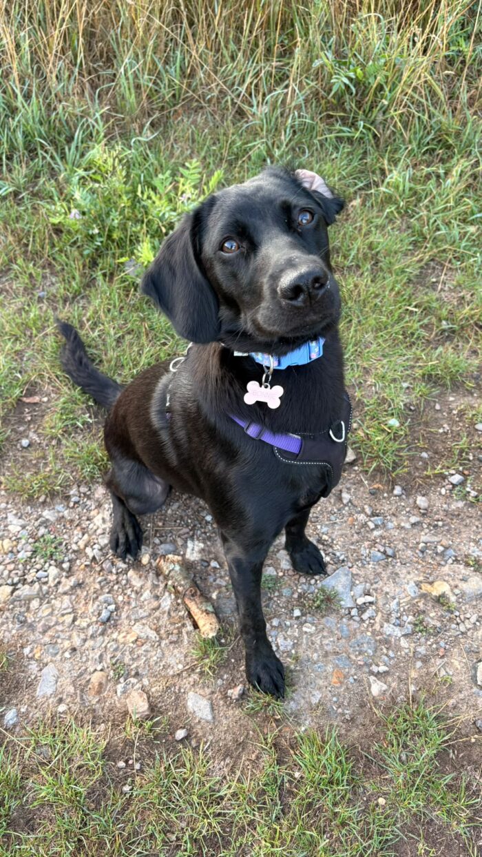 Bonnie's Story